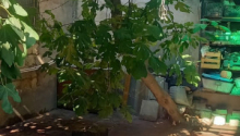 5 otaqlı Villa / Həyət evi