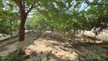 7 otaqlı Bağ evləri, Satış, Bakı, Xəzər