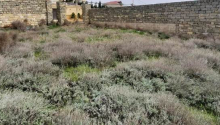 6 sot Torpaq, Satış, Bakı, Səbail
