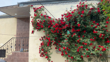 3 otaqlı Villa / Həyət evi, Satış, Bakı, Binəqədi, Azadlıq pros.