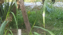 28 otaqlı Bağ evləri, Satış, Bakı, Xəzər, Koroğlu