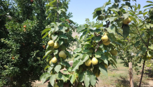 4 otaqlı Bağ evləri, Satış, Bakı, Nərimanov, Nəriman Nərimanov