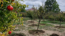 5 otaqlı Bağ evləri, Satış, Bakı, Xəzər, Koroğlu