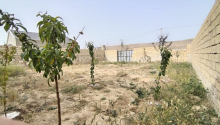 2,8 sot Torpaq, Satış, Abşeron