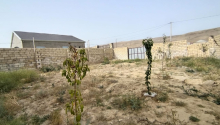 2,8 sot Torpaq, Satış, Abşeron
