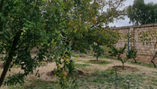 5 otaqlı Bağ evləri, Satış, Bakı, Xəzər, Koroğlu