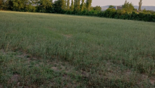 8000 m2 Torpaq, Satış, Şəki
