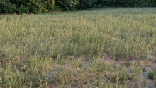8000 m2 Torpaq, Satış, Şəki