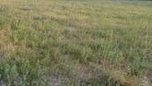 8000 m2 Torpaq, Satış, Şəki