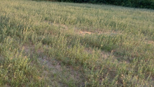 8000 m2 Torpaq, Satış, Şəki