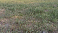 8000 m2 Torpaq, Satış, Şəki