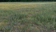 8000 m2 Torpaq, Satış, Şəki