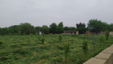 40 sot Torpaq, Satış, Tərtər