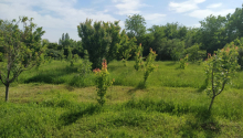 40 sot Torpaq, Satış, Tərtər