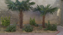 5 otaqlı Villa / Həyət evi, Satış, Bakı, Suraxanı