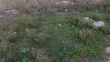 6 sot Torpaq, Satış, Bakı, Sabunçu, Koroğlu