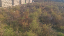 7 sot Torpaq, Satış, Bakı, Sabunçu, Koroğlu