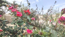 2 otaqlı Villa / Həyət evi, Satış, Bakı, Sabunçu, Koroğlu