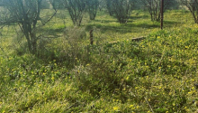 23 m2 Torpaq, Satış, Abşeron