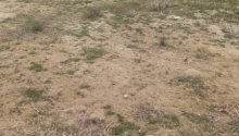 12 m2 Torpaq, Satış, Bakı, Sabunçu, Koroğlu