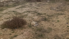 12 m2 Torpaq, Satış, Bakı, Sabunçu, Koroğlu