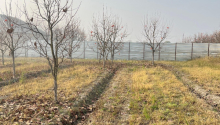 64 sot Torpaq, Satış, Göyçay