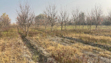 64 sot Torpaq, Satış, Göyçay