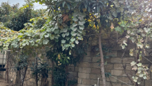 2 otaqlı Villa / Həyət evi, Kirayə (aylıq), Abşeron