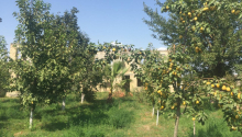 25 sot Torpaq, Satış, Ağdaş