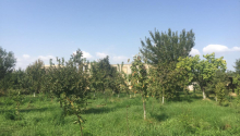 25 sot Torpaq, Satış, Ağdaş