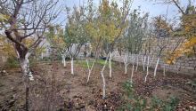 4 otaqlı Villa / Həyət evi, Satış, Bakı, Sabunçu, Koroğlu