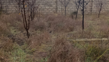 4 sot Torpaq, Satış, Bakı, Sabunçu, Koroğlu
