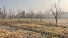 64 sot Torpaq, Satış, Göyçay
