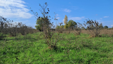 200 sot Torpaq, Satış, Xaçmaz