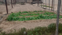 5 sot Torpaq, Satış, Bakı, Xəzər