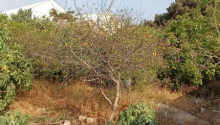 3 sot Torpaq, Satış, Bakı, Sabunçu