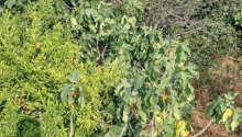 3 sot Torpaq, Satış, Bakı, Sabunçu