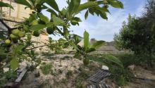 12 sot Torpaq, Satış, Bakı, Xəzər
