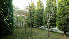5 otaqlı Bağ evləri, Satış, Bakı, Xəzər, Koroğlu