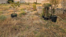 10 sot Torpaq, Satış, Bakı, Xəzər, Koroğlu