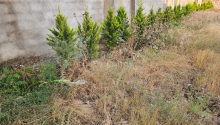 10 sot Torpaq, Satış, Bakı, Xəzər, Koroğlu