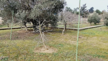 25 sot Torpaq, Satış, Bakı, Xəzər, Koroğlu