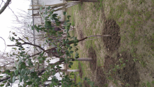 3 otaqlı Villa / Həyət evi, Kirayə (aylıq), Bakı, Sabunçu, Koroğlu