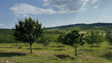 2000 sot Torpaq, Satış, İsmayıllı