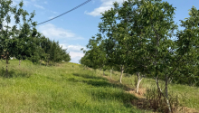 2000 sot Torpaq, Satış, İsmayıllı