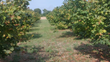25 m2 Torpaq, Satış, Bakı, Xəzər