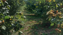 25 m2 Torpaq, Satış, Bakı, Xəzər