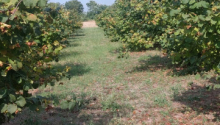 25 m2 Torpaq, Satış, Bakı, Xəzər