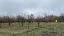 40 sot Torpaq, Satış, Tərtər