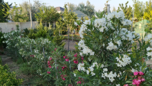 6 otaqlı Bağ evləri, Satış, Abşeron